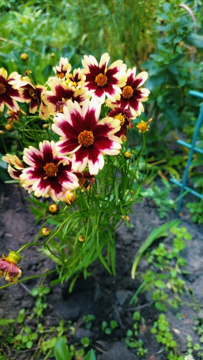 This is a close-up, eye-level outdoor shot of a cluster of Coreopsis flowers, likely in a garden setting within Horishni Plavni, Ukraine. The flowers are predominantly a deep crimson or burgundy at the base of their petals, fading to a creamy yellow or white at the tips. The centers of the flowers are a bright, textured orange. Several flower buds, some partially open and showing the characteristic burgundy and yellow coloring, are visible, along with thin green stems and leaves. The ground beneath the flowers appears to be dark soil with scattered small green plants. In the background, out-of-focus green foliage suggests a natural or cultivated garden environment. To the right of the frame, a portion of a teal-colored metal garden trellis or fence can be seen. No people or animals are present in the image. The lighting appears to be natural, possibly overcast or late afternoon, casting soft shadows.