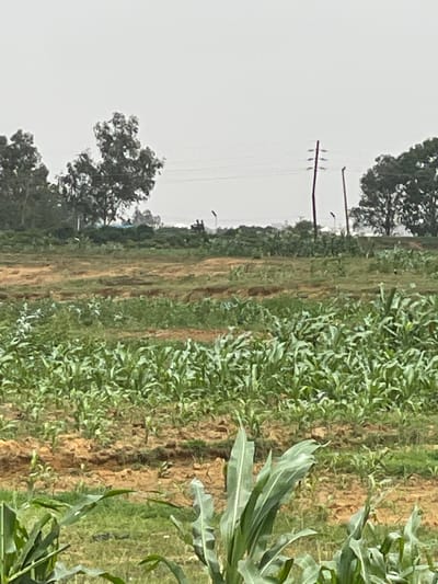 The image depicts a rural scene near Nabatum, Nigeria. A field of young corn plants dominates the foreground, with brown soil visible between rows. In the distance, trees line the horizon, and utility poles are visible against a gray sky. No people or animals are visible.