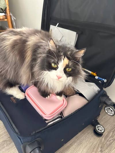 A long-haired cat, exhibiting a calico-like coat with black, white, and subtle reddish-brown patches, and prominent green eyes, is positioned inside an open, navy blue hardshell suitcase with four wheels. The cat's front paws rest on a closed, rectangular pink collapsible container. The suitcase is partially packed, containing various items of clothing, including a beige bra, a striped garment, and a white item resembling a folded shirt or towel. A dark blue item with the word "LESTER" visible in gold lettering lies next to the pink container. In the upper right compartment of the suitcase, a blue flashlight and a yellow object are visible. The scene takes place indoors, on a light-colored floor, consistent with a residential environment. There are no visual identifiers within the image that allow for the determination of a specific city, such as Madrid, Spain, or any other geographical location.