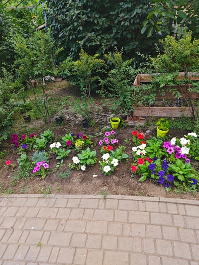This media file depicts a flower bed alongside a paved walkway. The flower bed is filled with a variety of colorful petunias in shades of pink, purple, white, and red, interspersed with green foliage. There are also some ornamental grasses present. In the background, there are several small evergreen bushes and a wooden planter box, hinting at a garden setting. Two bright yellow pots, one empty and one with a small plant, are visible near the planter box. The ground around the flowers is dark soil, and the walkway is made of rectangular, interlocking pavers. The image appears to have been taken outdoors during daylight, with the lighting suggesting it could be morning or late afternoon, as there are no strong shadows. The overall impression is one of a well-maintained garden, likely in a residential or public outdoor space. The location context is Kryvyi Rih, Ukraine. There is no visible text in the image.