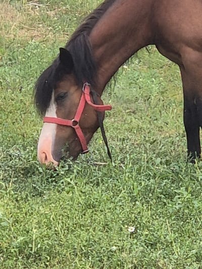 A brown horse with a white blaze on its face is grazing in a grassy field. The horse is wearing a red halter. The field is covered in green grass and some small white wildflowers. The background is blurred and out of focus, but appears to be more grass and possibly trees. The image is taken from a slightly elevated angle, looking down at the horse. This scene is a natural outdoor environment and is not specific to Kokshetau, Kazakhstan.