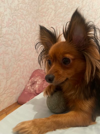A small, long-haired brown dog with large ears is resting on a light blue surface. The dog is looking to the left, with its front paws resting on a dark gray ball. The background features a wall with pink floral wallpaper and a pink pillow or cushion. The scene appears to be indoors, likely in a domestic setting within Марковский, Russia.