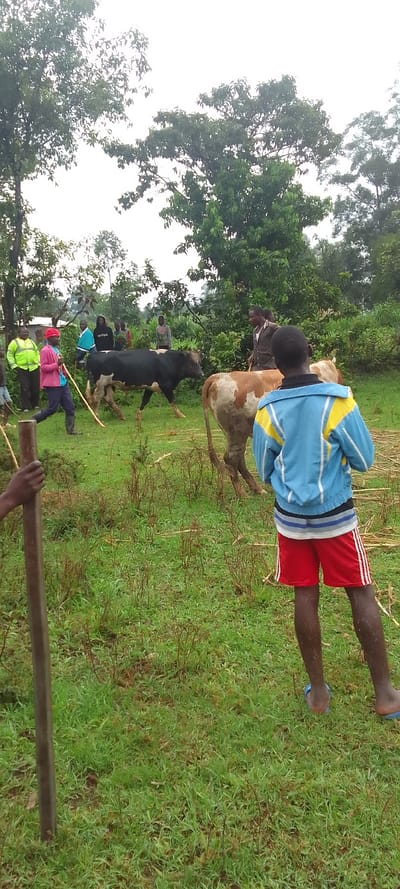 The image shows a grassy field with several people and cows.  Two cows are in the center of the image, with one facing the camera and the other facing away from it. The cow facing the camera is black and white and has its tongue sticking out. The other cow is brown and white and is partially obscured by the foreground. There are 8 people in the image, with one of them standing in the foreground.  The people are wearing casual clothing, with one of them wearing a blue jacket and red shorts. There is a long metal rod in the foreground. The scene is located in Lubao, Kenya (latitude: 0.378, longitude: 34.809).  The image is taken from a slightly elevated angle, with the camera facing the field. There are trees in the background. It is a bright, sunny day.  The ground is covered in grass and there is a small amount of dead leaves on the ground.