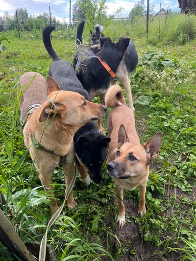 The image shows a group of six dogs in an outdoor, grassy area. The dogs vary in size and color, with breeds appearing to be mixed. Two dogs in the foreground are light brown and tan, one facing left and the other right, both appearing to be alert. Behind them, a black dog is visible, and further back, a large black and grey dog with an orange collar is standing. Other dogs are partially obscured. The ground is covered in green grass and some mud. A wooden fence or structure is partially visible in the lower left corner, and a wire fence with vertical posts runs along the background, separating the grassy area from trees and vegetation. The sky is overcast. This scene appears to be a backyard or a rural area in Nizhny Tagil, Russia, possibly a dog shelter or a residential property where the dogs are kept.