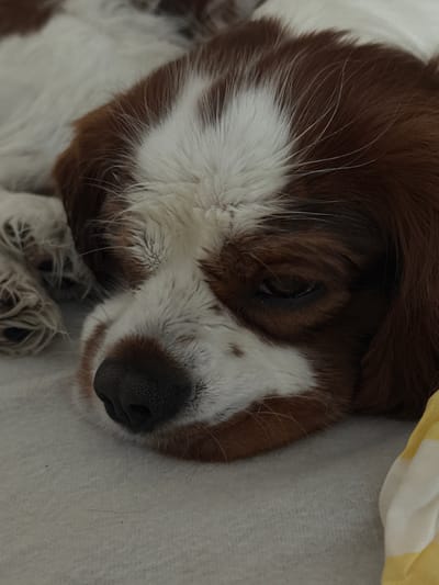 The image is a close-up of a Cavalier King Charles Spaniel dog resting on a light-colored surface, possibly a bed or sofa. The dog has brown and white fur. Its eyes are closed or partially closed, and its nose is prominent in the foreground. The dog appears to be asleep or relaxed. There is a portion of a yellow and white striped fabric visible in the lower right corner of the image. The scene is indoors and lacks any discernible urban or natural landmarks that would allow for the identification of a specific location within Dobrich, Bulgaria.