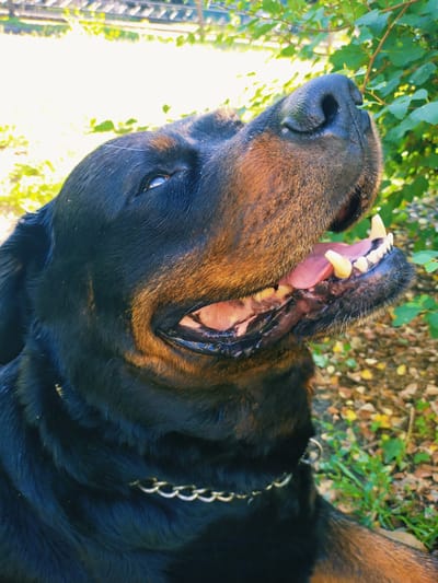 A Rottweiler dog is pictured in a close-up shot, outdoors, in what appears to be a park or natural setting. The dog's head is tilted upwards and to the right, with its mouth open, revealing its tongue and teeth. The dog has black fur with brown markings on its face and chest. A silver chain collar is visible around its neck. The background shows green foliage and some fallen leaves, suggesting an autumn season. The lighting indicates it is daytime. There are no people present in the image. The location in Horishni Plavni, Ukraine, is not explicitly visible in the image.