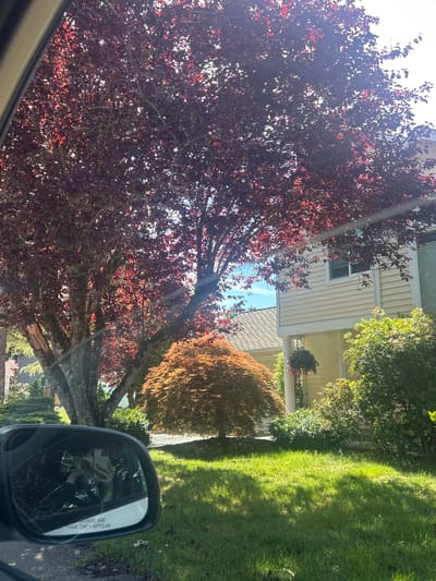 This is a medium shot, taken from inside a vehicle, of a residential street in Sammamish, United States of America, on a sunny day. The foreground features a side-view mirror reflecting a person holding a smartphone. The middle ground is dominated by a large, mature tree with vibrant red leaves, casting dappled shadows on a well-maintained lawn. To the right of this tree is a smaller, ornamental tree with orange-red foliage. In the background, a light yellow, two-story house with white trim is visible, partially obscured by the foliage of the trees and bushes. The house has a pitched roof and at least one window is visible on the upper floor. A hanging flower basket is suspended from a porch column. The overall scene depicts a suburban residential setting with lush greenery and a clear blue sky with some sunlight breaking through the tree canopy.