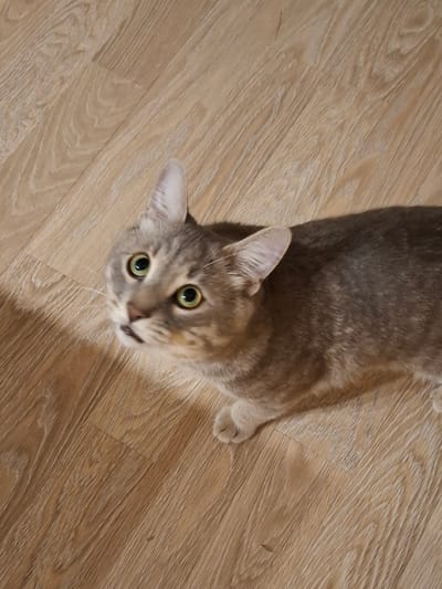 A grey tabby cat with green eyes looks up towards the camera from a wooden floor. The cat is positioned in the upper left quadrant of the image, with its body extending towards the right. The floor appears to be laminate flooring with a light wood grain pattern. There are no other visible subjects or objects in the image. The setting is indoors. The location in Zemun Urban Municipality, Serbia is not determinable from the image.