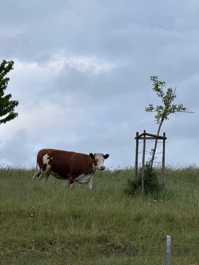 A brown and white cow stands in a field of tall green grass under a cloudy sky. A small tree supported by wooden posts and a wire fence is in the background. The location is Junglinster, Luxembourg.