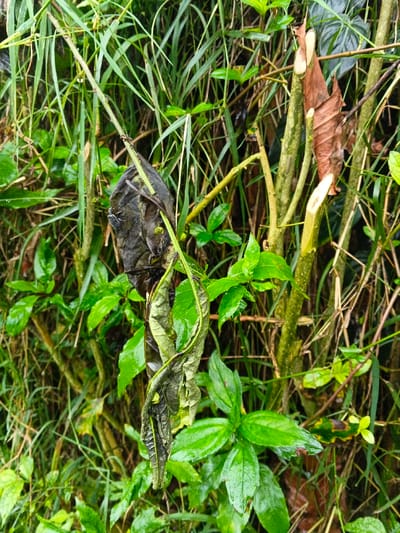The scene depicts a dense, wet vegetated area in Inawi, Papua New Guinea. The environment is dominated by various green plant species, including broad-leafed plants and thin, grass-like foliage, all appearing moist. In the central and left portions, several leaves are shriveled, dark brown to black, indicating decay. To the right, multiple light green, woody stems exhibit fresh, light-colored cuts, consistent with recent pruning or breakage. A single, dark-bodied insect, consistent with a beetle or bug, is present on a dark, shriveled leaf in the upper left quadrant. Dry, brown plant stalks are interspersed among the green growth. No human subjects or manufactured objects are visible, only the natural and altered plant life.