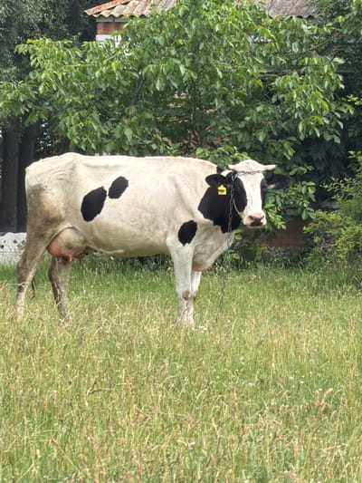 The image depicts a black and white cow standing in a grassy field, in Polychyntsi, Ukraine. The cow is facing the viewer, with its head slightly turned to the right. It has a chain around its neck and a yellow tag on its left ear. In the background, there is a building with a tiled roof and a brick wall, partially obscured by lush green trees and foliage. The foreground consists of tall, dry grass and scattered small white flowers. The lighting suggests it is daytime, with the sun casting soft shadows.