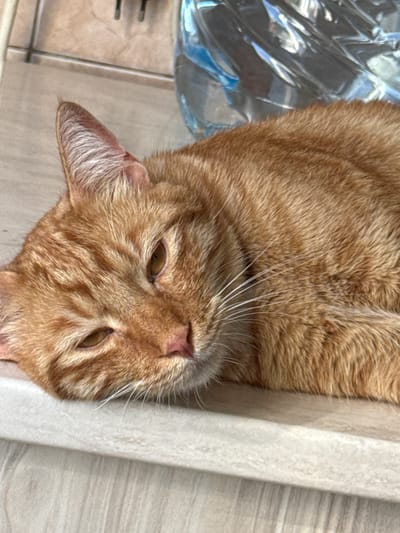 An orange tabby cat with closed eyes rests its head on a light-colored surface, possibly a countertop, with its body curled up beside it. The cat's fur is short and appears soft. In the background, out of focus, is a large, clear plastic bottle filled with a blue liquid, possibly water, resting on a tiled surface. The overall lighting suggests an indoor environment, possibly a kitchen or a similar domestic setting. The image does not contain any discernible landmarks or features that would place it specifically within the city of Vratsa, Bulgaria.