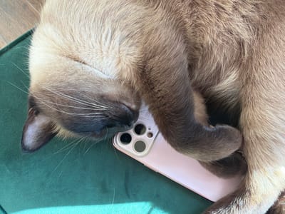 A close-up, overhead shot shows a fluffy, light brown Siamese cat sleeping on a green surface, possibly a cushion or chair. The cat is curled up, with its head resting on a light pink smartphone, which is positioned horizontally on the green surface. The phone's camera array, featuring multiple lenses, is visible beneath the cat's chin. The cat's fur has darker points on its ears and face. White whiskers fan out from its muzzle. The lighting suggests it is daytime, with a distinct shadow cast on the lower left of the green surface, indicating sunlight. The background shows a glimpse of a wooden floor. No text is clearly discernible on the cat or the green surface, but some faint lettering might be present on the phone's casing. The overall mood is peaceful and relaxed, depicting a cat in a deep sleep. The location is identified as Steklyannyi, Russia.
