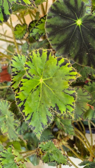 A close-up, overhead shot focuses on the textured, vibrantly patterned leaves of a begonia plant. The leaves are predominantly bright green with striking, irregular splotches of deep black. Their edges are serrated and fringed with fine, white hairs, giving them a delicate, almost spiky appearance. The central vein of the largest leaf is clearly defined, radiating outwards like a starburst. The background is a soft blur of more leaves and stems, with hints of brown and warmer tones suggesting a pot or surrounding foliage. The lighting highlights the waxy texture of the leaves and casts subtle shadows. The image is taken in an indoor or sheltered environment, characteristic of a garden or a well-lit room in a home, possibly located in Butovo, Bulgaria. There are no people or animals present.
