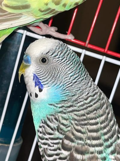 A close-up, high-angle shot captures a vibrantly colored parakeet (budgerigar) perched inside a cage, with a portion of a second parakeet visible on the left. The main parakeet, positioned prominently in the center-right, is tilted downwards, presenting a detailed view of its head and upper body.
Its head is predominantly white, adorned with fine, wavy black markings that extend down its neck. A distinct blue cere sits above a bright yellow, hooked beak. Below its eyes, on each cheek, are striking patches of deep violet-blue, bordered by several small, round black spots (throat spots). The bird's eye is a focal point, featuring a sharp black pupil encircled by a white iris.
Moving from its head, the feather pattern on its back and wings is intricate. The waves become broader, showing a blend of black and grey stripes over a base of light blue and turquoise green. The chest area, visible below the head and cheek patches, displays a soft, light blue-green hue.
To the left of the main parakeet, partially visible, is another parakeet. Its wing and body are predominantly green with yellow undertones, and darker green markings on the feathers. One of its pale, flesh-toned feet is clearly seen grasping a red bar of the cage.
The background consists of the cage bars, some red and some white, set against a dark, indistinct backdrop. The lighting is bright and even, highlighting the bird's colors and feather details. No text is visible in the image.