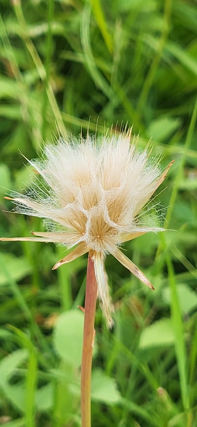 A close-up, vertical, outdoor photograph showcases a dried flower head of a plant, likely a dandelion or a similar species, against a blurred background of green grass. The flower head is predominantly a light beige to white color, with delicate, feathery filaments extending outwards. Some of these filaments appear slightly frayed or wispy. The central part of the flower head is more densely packed, with visible structures that suggest it is a seed head. Extending from the base of the flower head are several pointed, dry, leaf-like structures, colored in a yellowish-brown hue. A thin, reddish-brown stem supports the flower head, and it appears to be rooted in the grassy ground. The lighting suggests it is daytime, with the focus sharply on the flower head, while the surrounding grass is out of focus, creating a bokeh effect. The environment appears natural and uncultivated, consistent with a field or meadow. The location is specified as Hetmanivka, Ukraine.