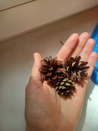 In the city of Rusanovo, Russia, a person's hand is holding three pine cones on a light-colored surface. The hand is open, palm up, with the pine cones resting on it. The pine cones are brown and appear dry. The background is a light-colored surface, possibly a windowsill, with a shadow cast from the hand and pine cones. A blue object is partially visible on the right side of the image. The lighting suggests it is daytime, with sunlight coming from the left.