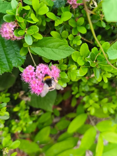 An extreme close-up shot captures a bumblebee on a cluster of small, bright pink flowers. The bumblebee, predominantly black and yellow, is positioned in the center of the frame, its body angled to the right. The flowers, with delicate pink petals and visible stamens, are densely packed together. The surrounding foliage is a vibrant green, with various shades and textures of leaves creating a lush backdrop. The lighting suggests an outdoor setting, possibly a garden or park in Triberg im Schwarzwald, Germany, with natural daylight illuminating the scene. The focus is sharp on the bumblebee and the flowers, while the background foliage is softly blurred.