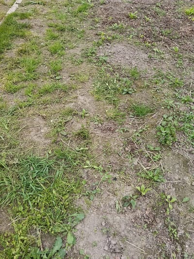 The image shows an area of unkempt ground cover in Красный Маяк, Russia. The ground is a mix of bare soil, patches of grass, and various types of weeds. There are visible dried grass blades and small leaves scattered throughout. No people, animals, or specific objects are discernible. The environment appears to be outdoors.