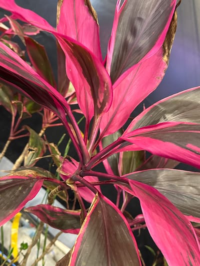 A close-up shot features a vibrant Ti plant (Cordyline fruticosa) with striking pink and dark green/brown foliage. Some leaves exhibit browning at the tips, suggesting dryness or stress. The stems are a deep reddish-purple, characteristic of this cultivar. The plant's background is blurred, but hints of other foliage, including a dry, coiling vine, and a brightly colored object can be seen. The setting appears to be indoors, likely within a residence. Given the subject's specificity, the exact location in São Paulo is indiscernible from the image alone, as Ti plants are cultivated worldwide.