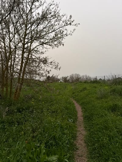The image displays an outdoor scene, likely a rural or semi-rural landscape, with a clear division between the sky, a line of trees, and a grassy field with a path. The image is taken in portrait orientation but appears to be rotated 90 degrees to the left, suggesting it was originally captured in landscape. If viewed in its proper orientation, the sky would be at the top, and the ground at the bottom.

In the foreground, occupying the lower left portion of the image (when viewed upright), is a large, deciduous tree with bare branches, suggesting either late autumn, winter, or early spring before full foliage has emerged. The branches are intricate and extend upwards and towards the right. There are small, dark clusters on some of the twigs, possibly remnants of berries or very early buds.

Moving towards the right and slightly into the midground, there's a lush, green field covered in tall grass and various herbaceous plants. The grass appears vibrant and healthy, with some patches showing small yellow flowers. A winding, reddish-brown dirt path cuts through this green expanse, starting from the lower right and curving gently upwards and to the left, disappearing further into the distance. The path stands out against the rich green of the surrounding vegetation.

Along the horizon, separating the grassy field from the sky, is a line of more trees and bushes. These appear to have less foliage than summer trees, similar to the foreground tree, but some have a slightly denser appearance. In the far background, barely visible against the sky on the right side, there appears to be a faint outline of a fence or structure, possibly a chain-link fence.

The sky is a uniform, light grey, indicating an overcast day. There are no visible clouds with distinct shapes, suggesting a soft, diffused light, or possibly a very hazy atmosphere. The overall lighting is even, without harsh shadows, consistent with an overcast condition. The time of day appears to be daytime. The scene evokes a calm and natural atmosphere. No text is visible in the image.
