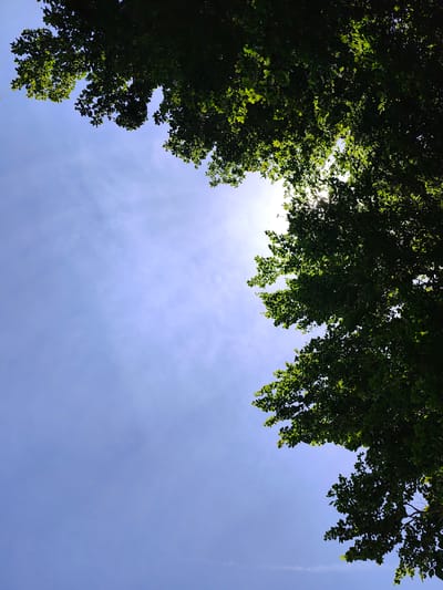 In Dolovi, Montenegro, this image captures a low-angle view looking up at the sky through the canopy of lush green trees. The sun is partially obscured by the leaves, creating a bright, hazy effect in the upper right quadrant. The sky is a clear, pale blue, with a few wispy white clouds visible. The branches and leaves of the trees fill the upper and right portions of the frame, contrasting with the open sky. There are no people or animals visible in the scene.