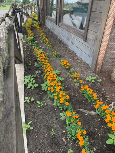 This is a medium-angle, eye-level, outdoor, daytime, eye-level shot of a row of bright orange marigolds planted in a garden bed. The garden bed runs alongside a rustic wooden fence made of rough-hewn logs and planks. Behind the fence and garden bed, a wooden building with large windows is visible. The building appears to be weathered and has a rustic aesthetic. The ground is dark soil, with some scattered leaves and debris. In the background, the fence continues into the distance, and beyond that, a grassy area and some trees can be seen under a cloudy sky. There are no people or animals visible in the image. The location is identified as Malakhovetsky Selsovet, Belarus.