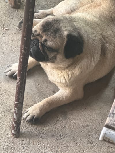 A pug dog lies on a concrete surface, partially obscured by a rusty metal pole. The dog's face is turned away from the camera, with its eyes closed. Its fur is fawn-colored with darker markings on its face and ears. The concrete ground appears weathered and cracked, with some debris scattered around. The environment suggests an outdoor setting, possibly in a yard or an unpaved area, consistent with a location in Razdolnoye, Russia.