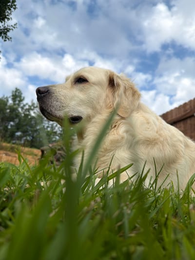 A golden retriever dog is lying in green grass, looking to the left. The dog's fur is light blonde and wavy. The background shows a wooden fence, trees, and a blue sky with white clouds. The image is taken from a low angle, with the grass in the foreground out of focus. The location is outdoors in Stallings, United States of America.