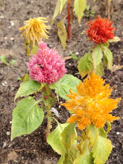 Four celosia flowers, varying in color and bloom stage, are visible in an outdoor garden setting. The flowers are a mix of pink, orange, yellow, and red. The foreground features a large, vibrant orange celosia with green leaves. To its left, a pink celosia is in focus, with a small insect visible on its bloom. Behind these, a faded yellow celosia is slightly out of focus, and to its right, a bright red celosia is also partially visible. The flowers are planted in dark soil with some dry leaves and small pebbles scattered throughout. The background consists of more soil and some green foliage, suggesting a garden bed. There is no visible indication of Balashikha, Russia, in the image.