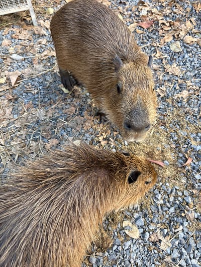 The image shows two capybaras on a gravel ground covered with dry leaves and twigs. The capybara in the foreground is viewed from above, with its head facing right. Its fur is reddish-brown and appears wet or matted in places. The capybara in the background is facing the camera and appears to be looking directly at it. Its fur is also reddish-brown. The ground is composed of small gray stones and scattered brown leaves. A portion of a metal enclosure is visible in the upper left corner of the image. The scene appears to be outdoors, possibly in a zoo or sanctuary setting, given the presence of the enclosure and the animals' habitat. The specific location in Choeng Thale, Thailand, is not visually evident from the image alone.