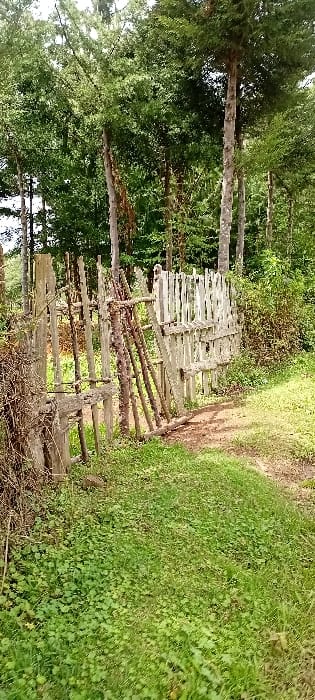 This image captures an outdoor scene in Gatakaine, Kenya, during daylight hours. The foreground consists of natural ground cover, primarily green grass interspersed with patches of clover-like plants and exposed soil. A rustic, weathered wooden fence runs horizontally across the midground, exhibiting signs of age and disrepair. The fence is constructed from irregularly shaped wooden planks and branches, with visible gaps between vertical elements. The left portion of the fence appears darker and more unrefined, while the right portion features lighter, possibly bleached or painted, planks. Immediately beyond the right section of the fence, a narrow, curved dirt path is discernible, leading towards the background. The background is characterized by a dense growth of numerous tall, slender trees with abundant green foliage, indicative of a forest or heavily wooded area. No individuals, animals, or objects indicating human presence or activity are visible within the frame. There are no actions or interactions depicted.
