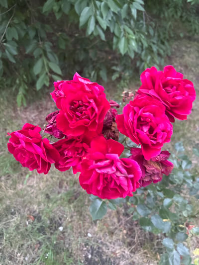 A cluster of bright pink roses is in focus in the foreground of the image. The roses are in full bloom, with many petals visible. Behind the roses, green leaves of a bush or tree are out of focus. The ground beneath the roses is covered in dry grass and some scattered white pebbles. The scene appears to be a garden or park in Prolesha, Bulgaria. There are no people or animals present.
