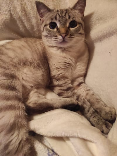 This is a close-up, eye-level, medium shot of a light brown and grey tabby cat lying on a cream-colored plush blanket. The cat is looking directly at the camera with large, dark eyes and its ears are perked up. Its body is mostly visible, with its paws crossed in front of it. The background is out of focus, with some shadows cast on the blanket. There is no indication of the location being in Poltava, Ukraine, or any specific city.