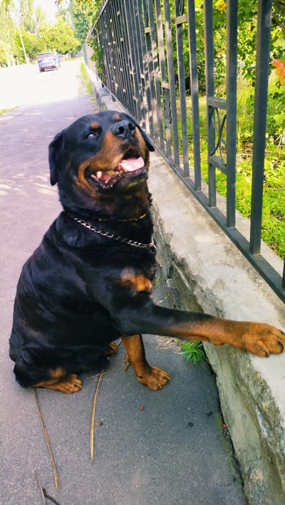 In Horishni Plavni, Ukraine, a Rottweiler dog is sitting on an asphalt path next to a concrete curb. The dog is black and tan with a gold chain collar and its tongue is out. It is looking up and to its left, with its right paw resting on the curb. Behind the dog is a black metal fence and lush green foliage. In the background, a blue car is visible on the road. The lighting suggests it is daytime.