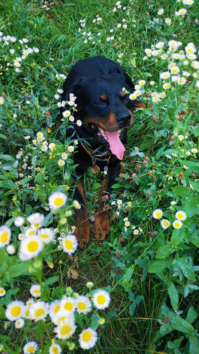 A Rottweiler dog is lying in a field of small white daisies and green grass. The dog is black and tan, with its eyes closed and its tongue hanging out. It is wearing a blue and yellow collar with a medal attached. The field is lush and green, with some brown clover heads mixed in. The image appears to have been taken on a sunny day. This scene is not specifically located in the city of Horishni Plavni, Ukraine.
