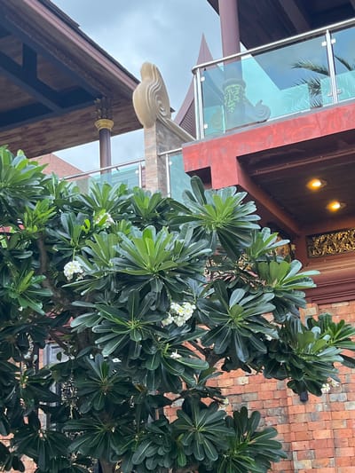 This is a medium-angle, eye-level, outdoor, daylight shot of the facade of a multi-story building, likely a resort or a large home, in Baan Lamai, Thailand. The building features a combination of architectural styles, with dark wood beams, red and earth-toned walls, and glass railings on balconies. In the foreground, a lush Frangipani tree with dark green leaves and a few white flowers is prominent. The tree's branches partially obscure the building's details. The background shows a cloudy sky. The image is focused on the building's exterior and the vegetation. There are no people visible in the frame.