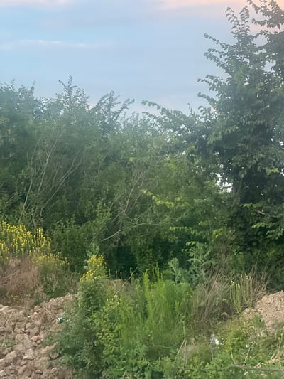 The image captures a natural outdoor scene, likely a wooded area or hillside. The dominant subjects are lush green foliage from trees and various types of vegetation. In the lower right portion of the image, there is a rough, stone-like embankment covered in greenery and what appears to be dry brush. Small yellow flowers are scattered throughout the vegetation, adding pops of color.
Partially visible within the dense greenery on the embankment is a white plastic bottle with some green and blue markings, suggesting a piece of litter. The sky is a pale, hazy blue with some subtle clouds, indicating it could be late afternoon or early morning, or simply an overcast day. The overall impression is one of a somewhat overgrown, natural environment with evidence of human presence in the form of the discarded bottle. There is no discernible activity or event taking place. The lighting suggests a diffused light source, consistent with overcast conditions or the golden hours of the day. No text is visible in the image.