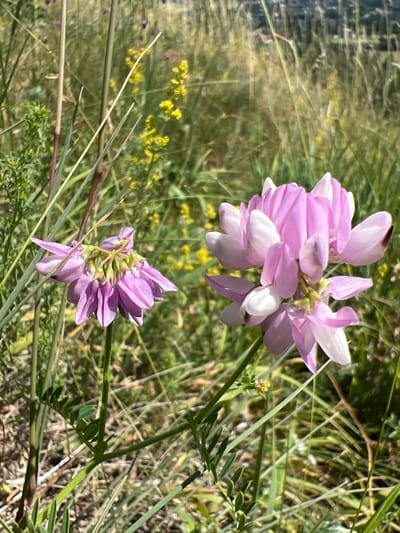 The image displays a close-up view of two clusters of pink and white flowers, possibly Crown Vetch, amidst tall, green grass and blurred yellow wildflowers. The flowers are the primary subjects, with one cluster on the right in sharper focus, showing detailed petals. The background is a soft focus of a natural environment, likely a meadow or field, with a hint of structures or a cityscape visible in the distant upper right corner, suggesting an urban fringe or park setting. The lighting indicates a sunny day. The scene appears to be located in or near Karniowice, Poland, a region known for its natural landscapes and proximity to urban areas. There are no people or animals visible in the image.