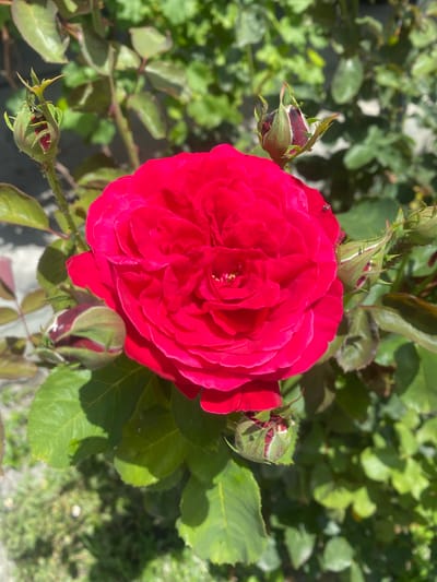 A close-up, eye-level shot captures a vibrant, fully bloomed red rose in the foreground, its petals tightly furled towards the center. Several rosebuds, some partially open and revealing hints of red, are also visible around the main flower. The rose bush is surrounded by lush green foliage and appears to be outdoors in daylight. The background is softly blurred, suggesting a natural setting. The image does not provide any information about the city of Muxax, Azerbaijan, or any specific location. There are no people or animals present in the scene, other than a small insect on one of the rose petals.