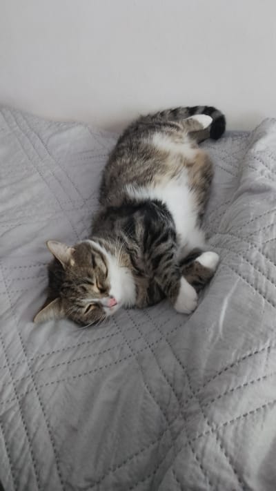 A tabby cat lies on its back on a grey quilted blanket, eyes closed, with the tip of its tongue slightly protruding. Its underside is white, and the tail is curled. The location is unknown, and there is no indication of Yambol, Bulgaria.