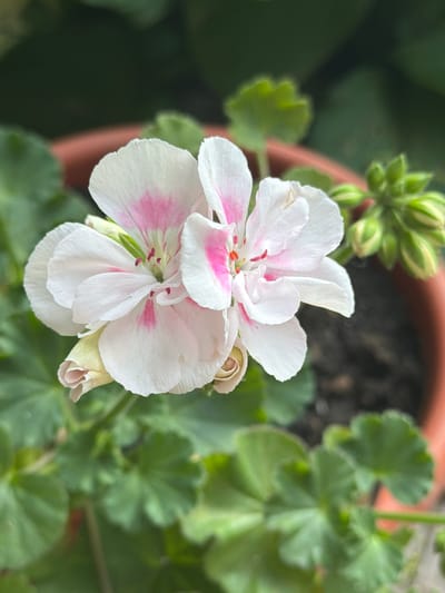 A close-up shot focuses on a cluster of white geranium flowers with delicate pink markings, set against a blurred background of green foliage and a terracotta pot. The petals are soft and slightly ruffled, with visible stamen and pistils in the center of the blooms. To the right of the flowers, a cluster of unopened green flower buds is visible. The overall lighting suggests an outdoor setting, possibly a garden or balcony. The image is taken in Прикамский, Russia.