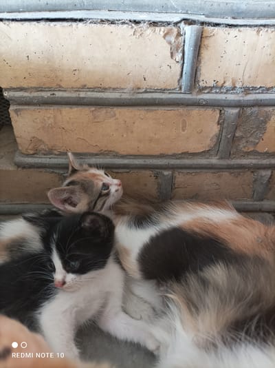 Two kittens and an adult cat are resting against a brick wall. The kitten in the foreground is predominantly black and white with blue eyes and a pink nose. The kitten behind it is calico with grey, white, and orange markings, looking upwards. The adult cat, partially visible, has a calico coat with patches of white, black, and orange. The environment appears to be outdoors, with a textured brick wall forming the background. The overall scene depicts a moment of rest and closeness among the felines.