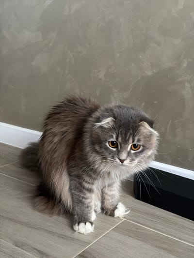 A fluffy grey tabby cat with folded ears and orange eyes sits on a light wood-plank floor. The cat is facing the camera, with its body slightly hunched. Its fur is long and appears soft, with darker tabby markings on its legs and tail. The background is a textured, grey wall, with a white baseboard running along the bottom. To the right of the cat, a black rectangular object is partially visible. The image is taken indoors, with neutral lighting. The location of Vovchynets, Ukraine is not determinable from the visual information provided.