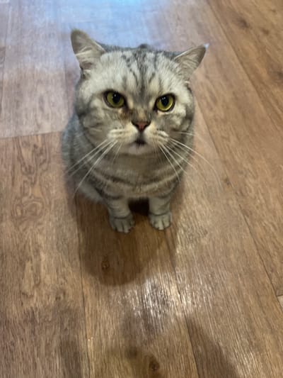 A silver tabby cat sits on a wooden floor. The cat has bright yellow eyes and a pink nose. Its fur is striped with dark gray and silver. The cat is looking directly at the camera. The floor is made of wood planks with a visible grain pattern. The lighting in the room is soft and creates subtle shadows. There are no people present in the image. The location of this scene within Bely Klyuch, Russia is not determinable from the image itself.