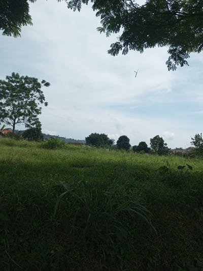 The image depicts an outdoor scene within the city of Namthoung, Laos, characterized by a sloping terrain covered in dense, tall green grass and various herbaceous plants. The foreground is darker, suggesting shade or lower light, while the midground is brighter. Several mature trees with full green canopies are scattered across the midground and left side. In the distance, on slightly elevated ground to the left and right, faint structures, possibly houses with reddish-brown roofs, are discernible, indicating a residential or semi-urban environment. The sky above is largely overcast with white and light gray clouds. Dark green foliage from unseen trees frames the top left and top right corners of the view. A slender, dark, Y-shaped object, suspended by a thin, indiscernible line, is visible against the sky in the upper right quadrant of the frame. No individuals, explicit actions, or direct interactions are visible.