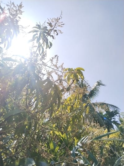 The image displays a bright, natural outdoor environment, consistent with a rural or semi-rural area in Puuk, Indonesia. The scene is dominated by dense arboreal foliage, viewed from below looking upwards towards a clear, light blue sky. A large tree, identifiable by its oblong leaves and numerous clusters of small, light-colored flowers (panicles), appears to be a mango tree (Mangifera indica) in bloom, with several nascent, small, green, oval-shaped fruits also visible among the leaves. A tall palm tree is partially visible on the right side of the frame, behind the primary tree. Direct sunlight from the upper left quadrant of the image creates a prominent lens flare and casts bright illumination on the upper canopy. No individuals or man-made structures are present within the frame.
