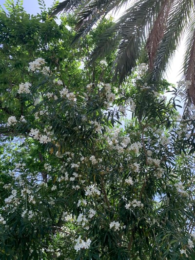 This is an eye-level, outdoor, medium shot of a blooming oleander tree with palm fronds visible overhead. The oleander tree is laden with clusters of small, white flowers and dark green, lanceolate leaves. The palm fronds are a mix of green and brown, with some fronds showing signs of drying and browning. The sky is visible through the foliage, appearing bright and possibly blue. The image appears to be taken on a sunny day. The location is the Turia Gardens in Valencia, Spain, a park created in the former riverbed of the Turia River, known for its lush vegetation and recreational spaces.