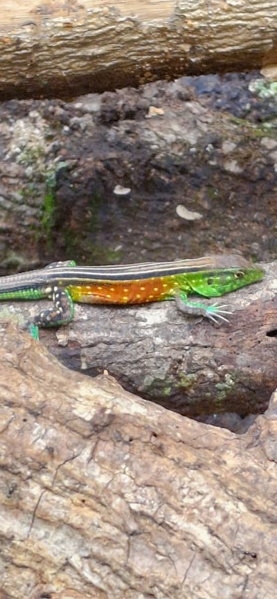 A bright green lizard with an orange and white striped body rests on a textured wooden surface. The lizard's tail is black with white spots. It is positioned horizontally on the wood, with its head facing to the right. The background is a dark, mottled surface with some green mossy growth. The scene appears to be in an outdoor environment, possibly a natural setting within Vallecito, Venezuela, given the context.