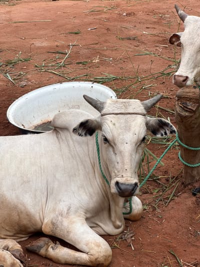 The image shows two light-colored cattle in Eziudo, Nigeria. One cow is lying on its side on red dirt, with a green rope around its muzzle and horns. A white bowl or bucket rests near its head. The second cow is partially visible in the upper left corner, with its head positioned towards the left edge of the image. The ground is sparsely covered with dried grass.